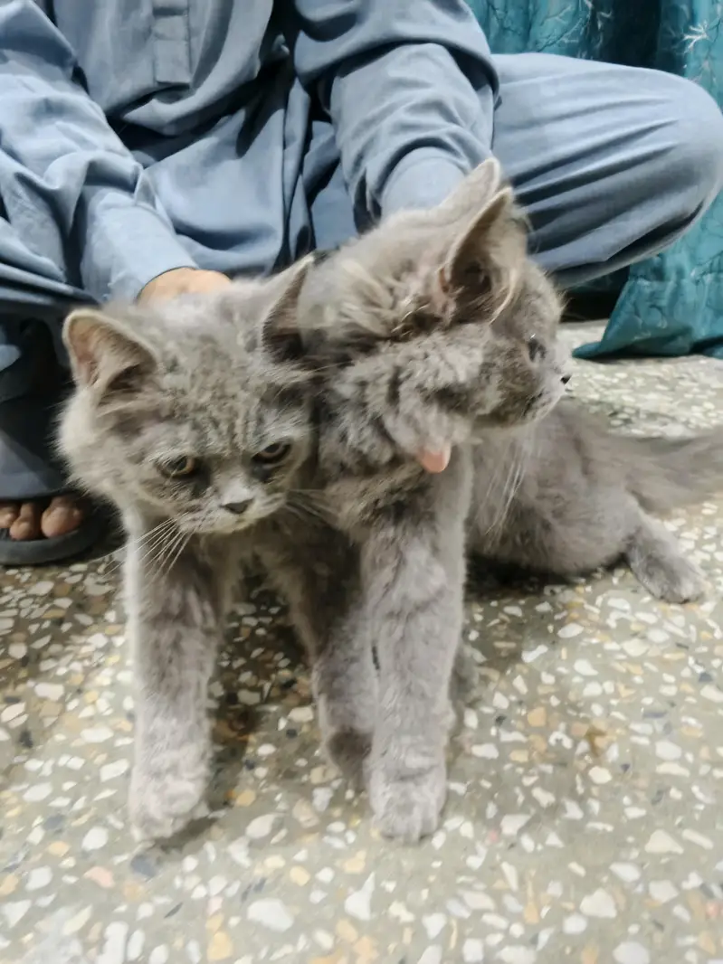 Persian cats — photo 4