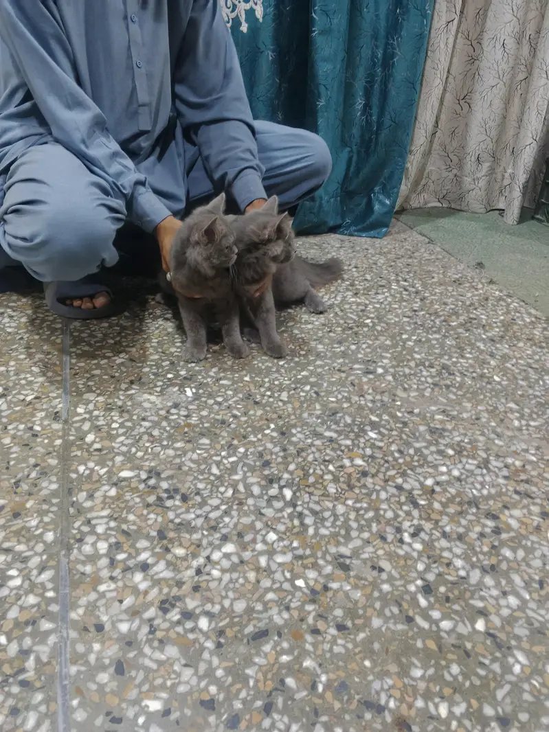 Persian cats — photo 5