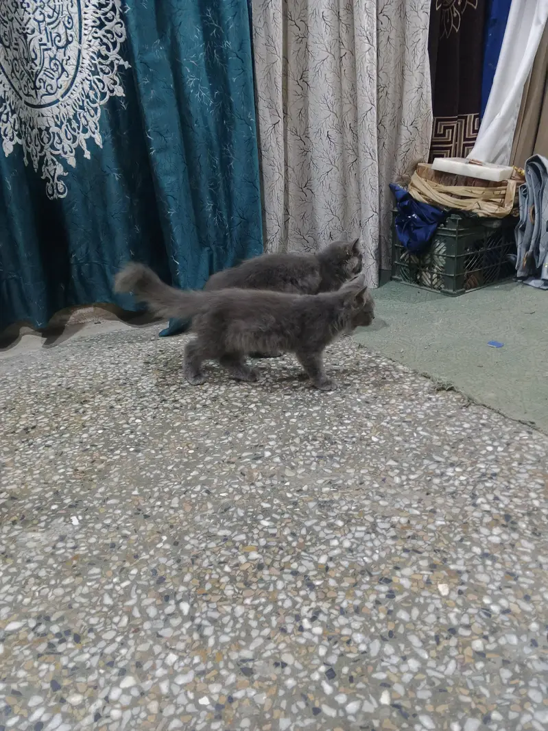 Persian cats — photo 6