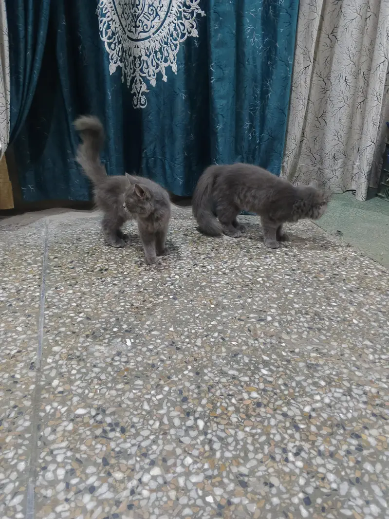 Persian cats — photo 7