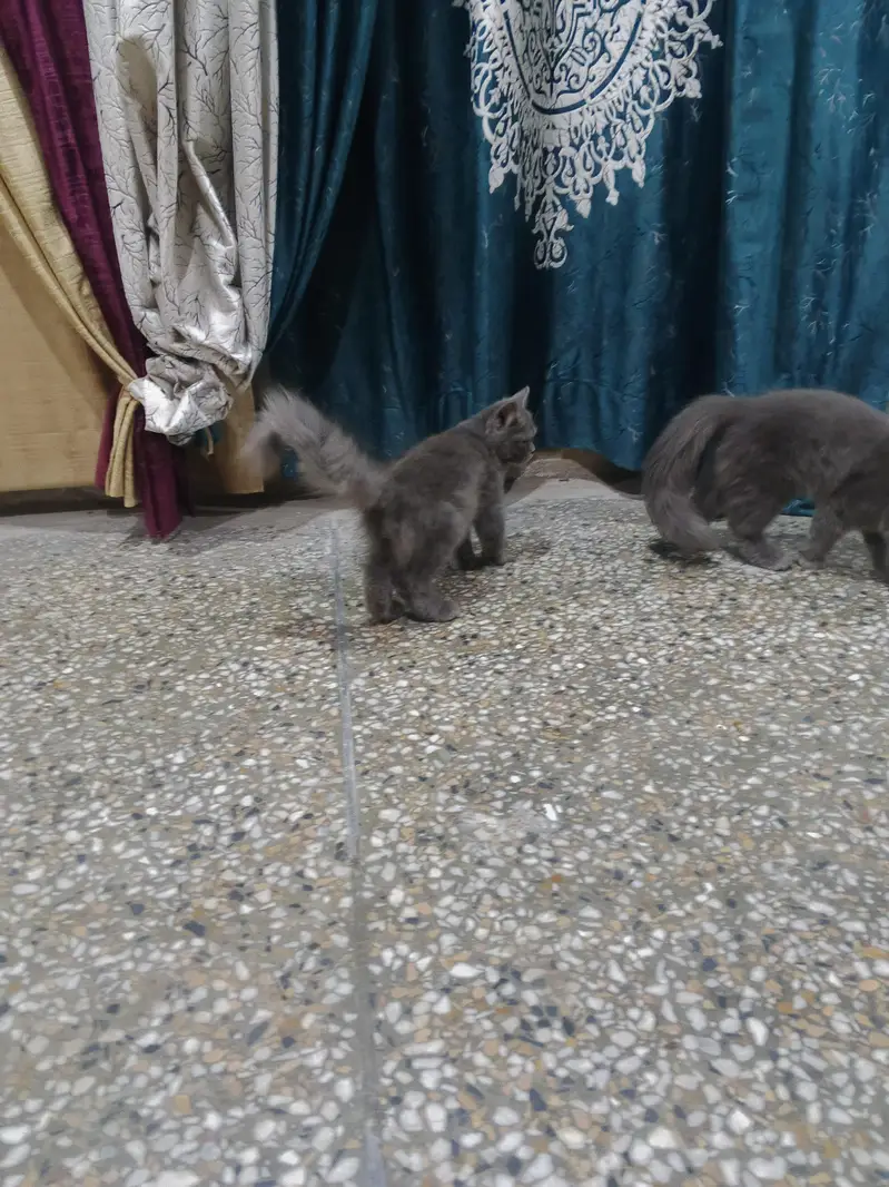 Persian cats — photo 8