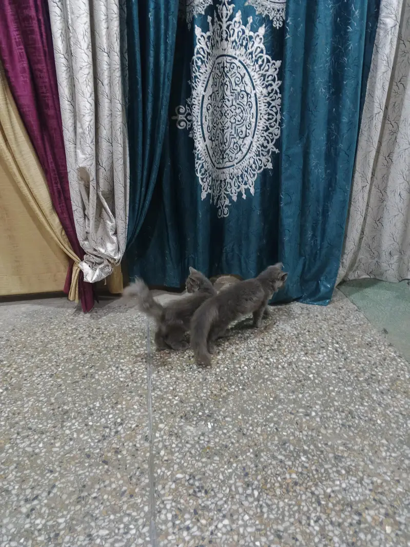 Persian cats — photo 9