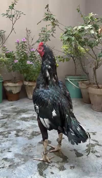 Pure lasani breeder pair| 1 male ,2 female