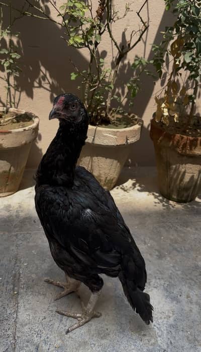 Pure lasani females| 2 females