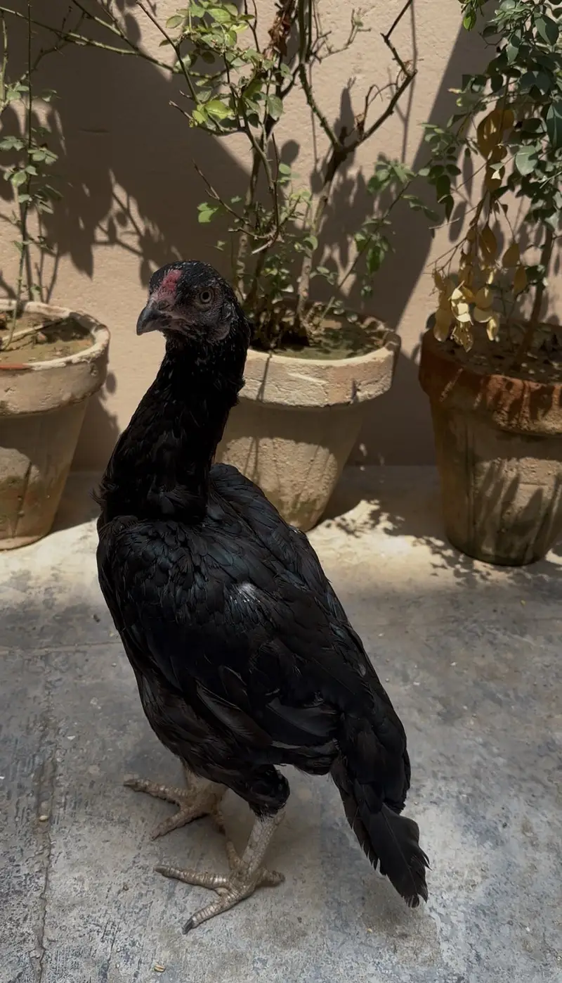 Pure lasani breeder pair| 1 male ,2 female — photo 2