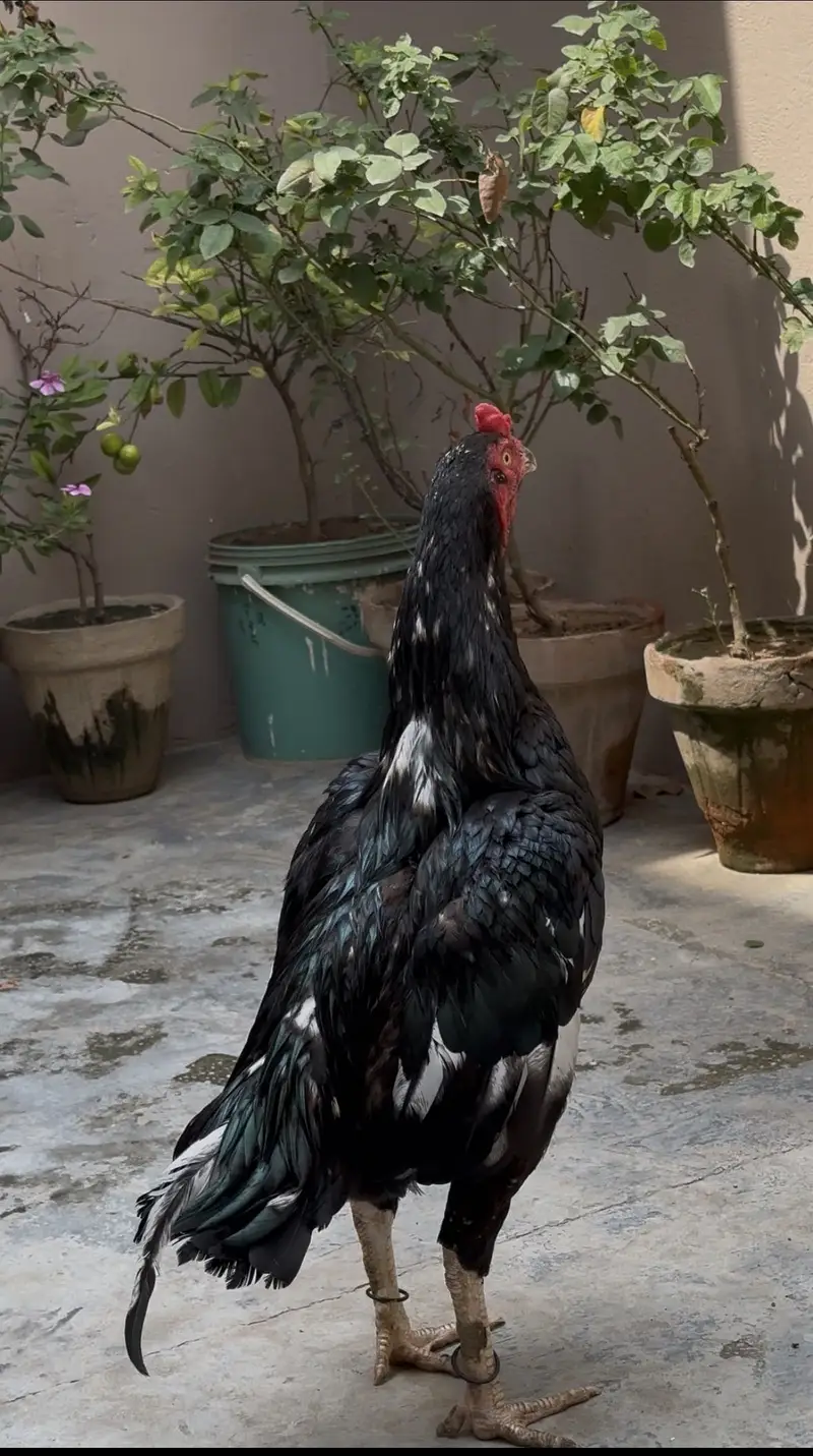 Pure lasani breeder pair| 1 male ,2 female — photo 4