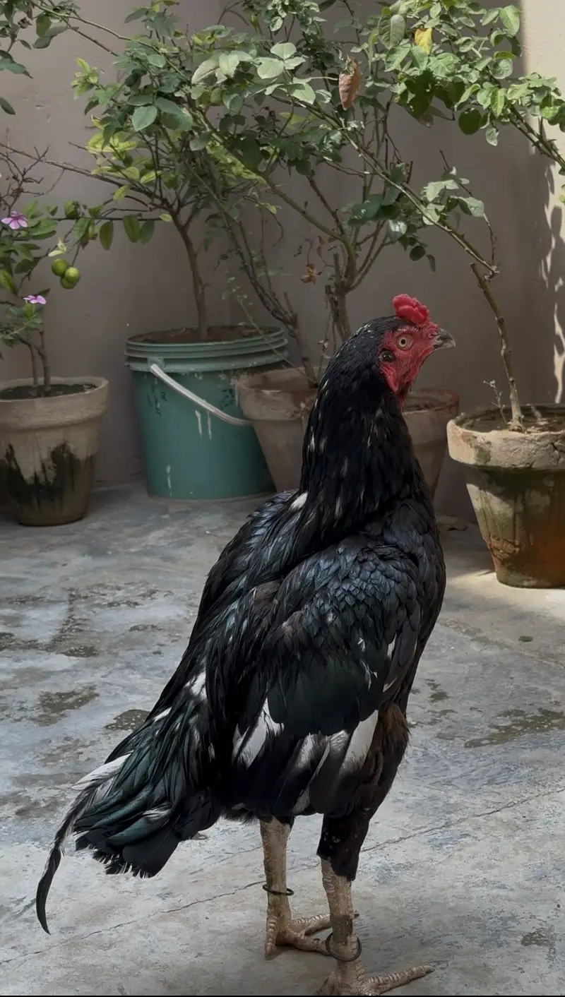Pure lasani breeder pair| 1 male ,2 female — photo 5