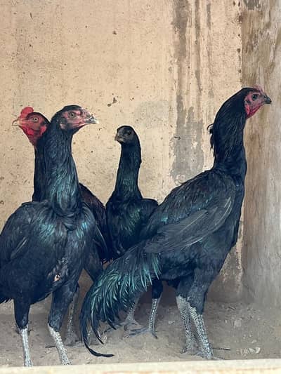 Pure Black Dragon Aseel Breeder Pair | Black Eye & Black Skin |Quality