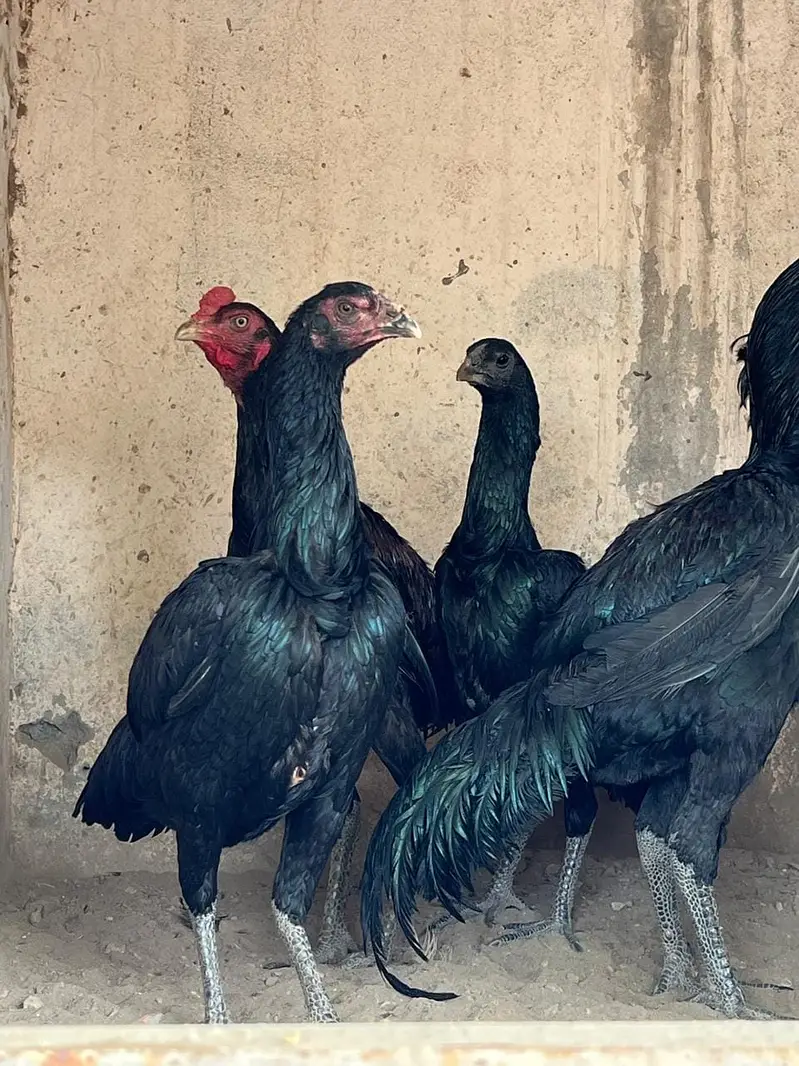Pure Black Dragon Aseel Breeder Pair | Black Eye & Black Skin |Quality — photo 2