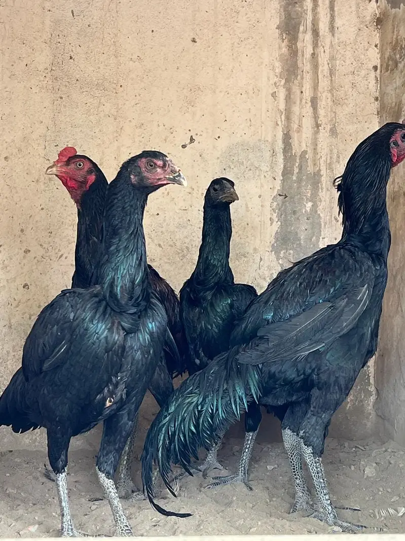 Pure Black Dragon Aseel Breeder Pair | Black Eye & Black Skin |Quality — photo 3