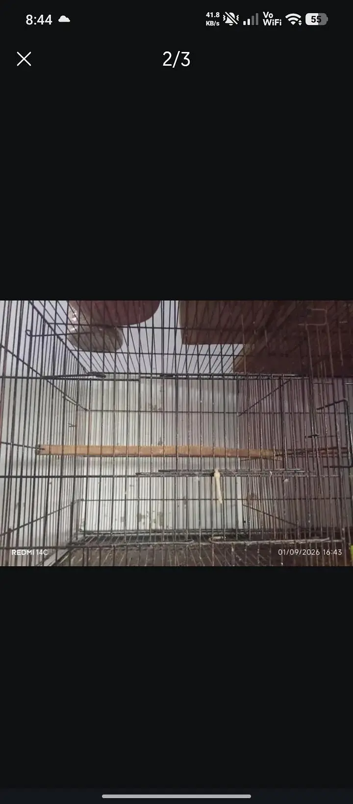 love birds and cocktail cage for sale — photo 3