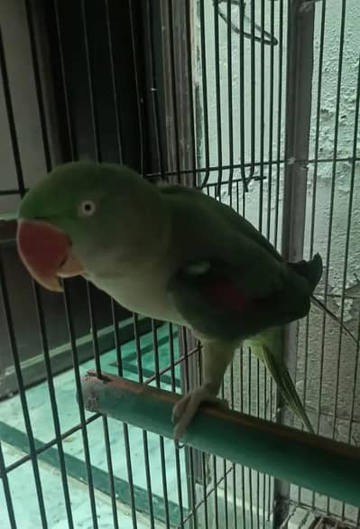 Kashmir Raw Parrot  handtam