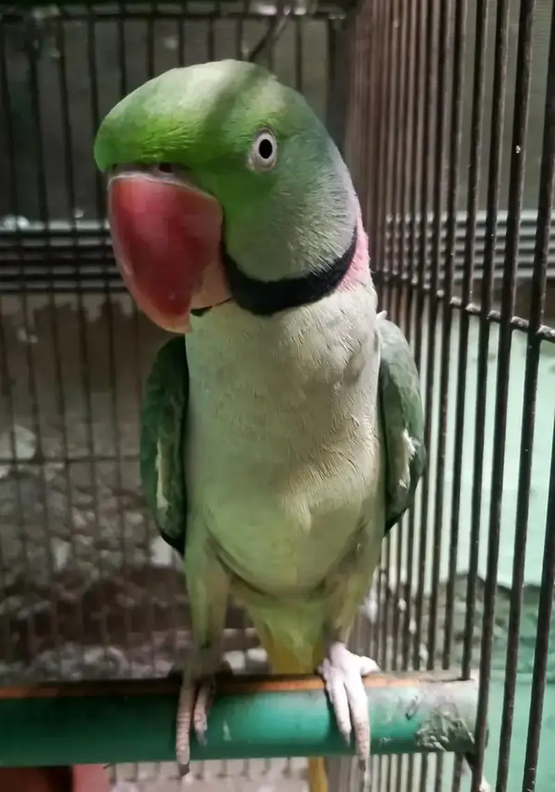 Kashmir Raw Parrot  handtam — photo 3