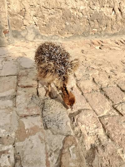 Ostrich for sale