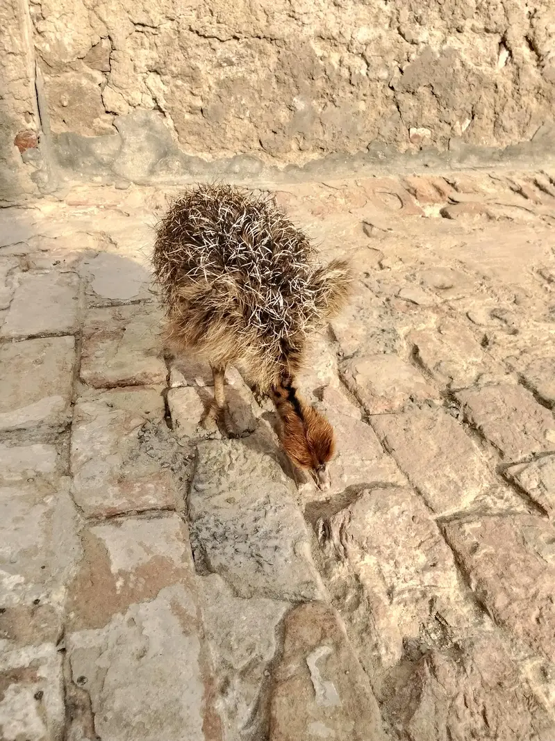 Ostrich for sale