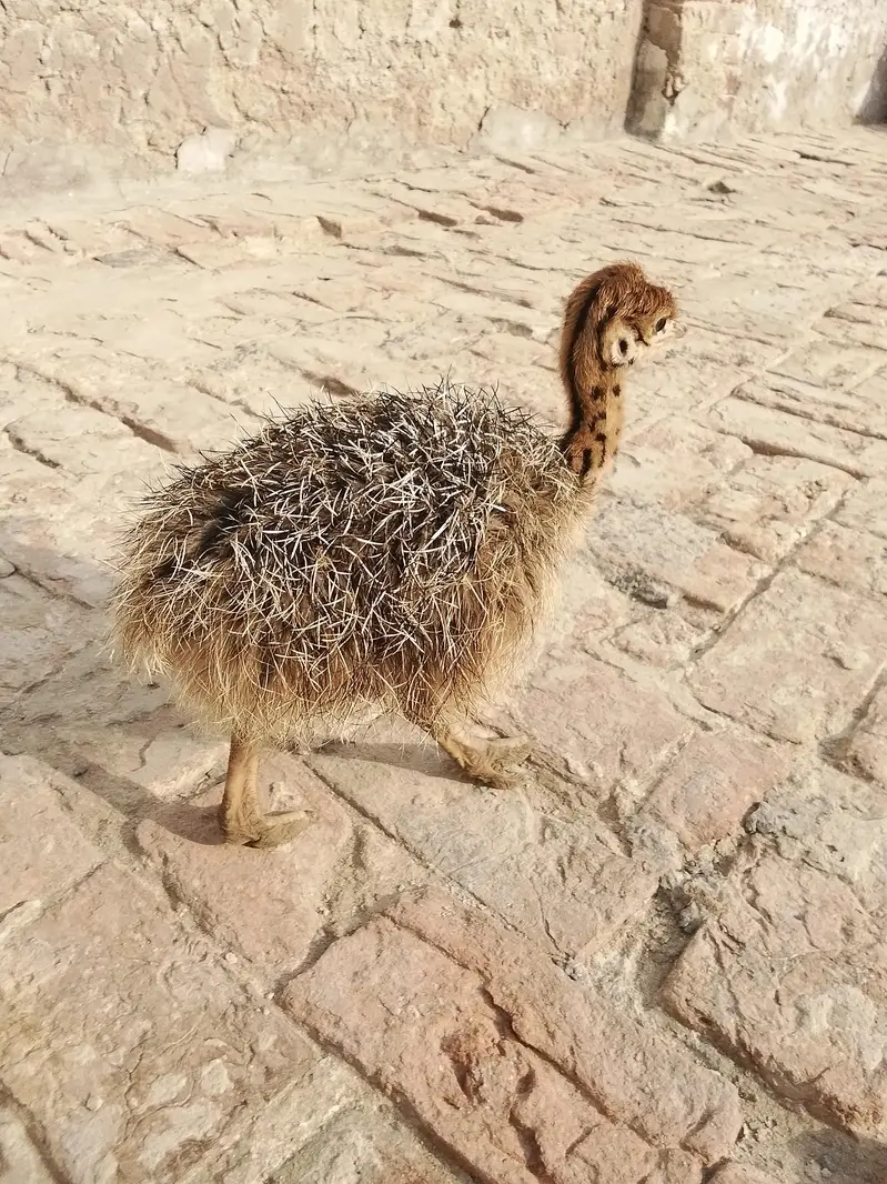 Ostrich for sale — photo 2