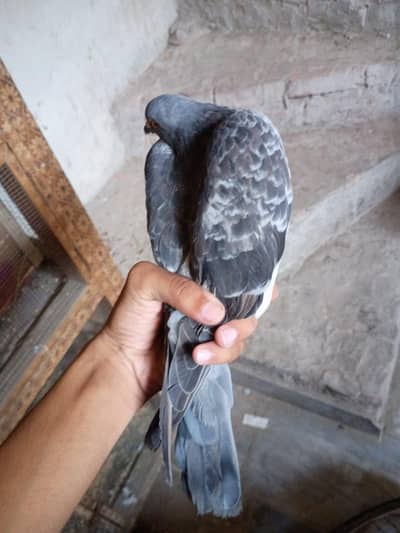 pigeon