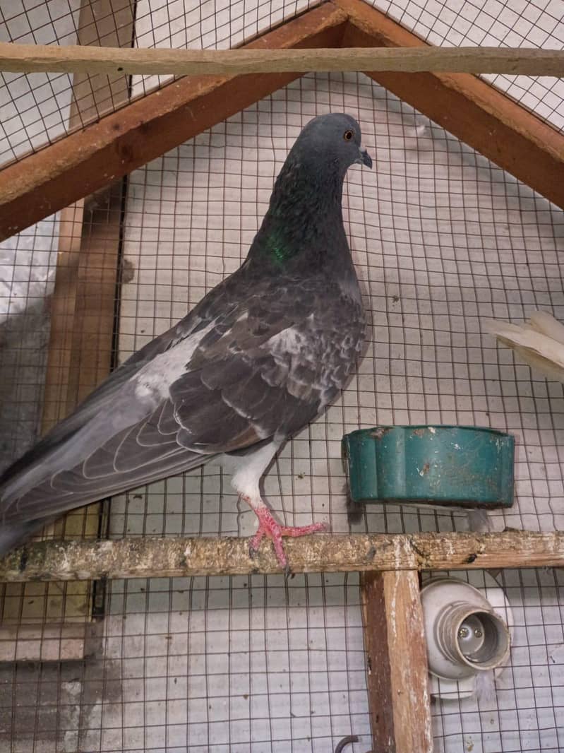 pigeon 1