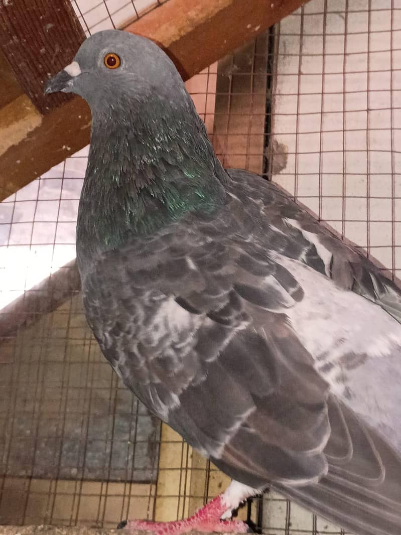 pigeon 2