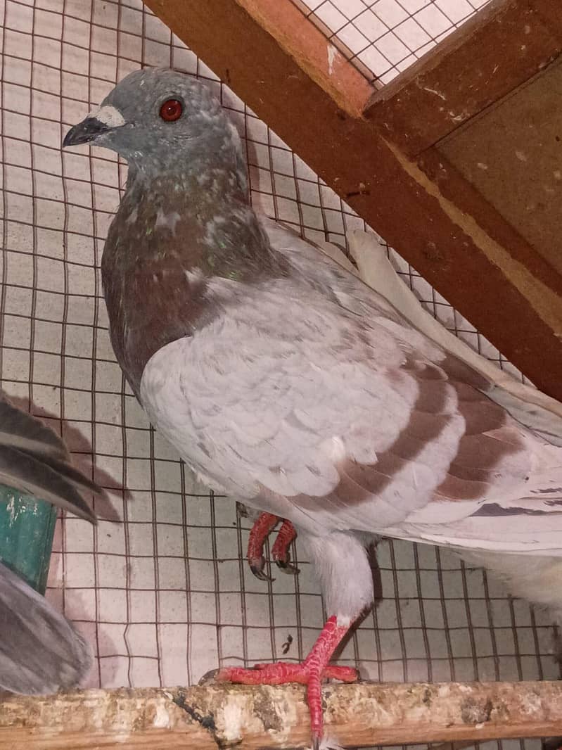 pigeon 3