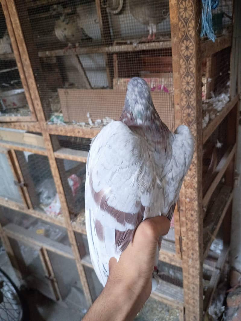 pigeon 4