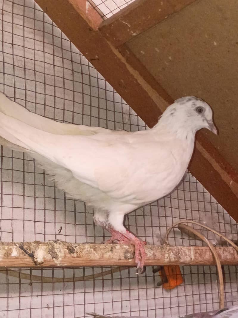 pigeon 5