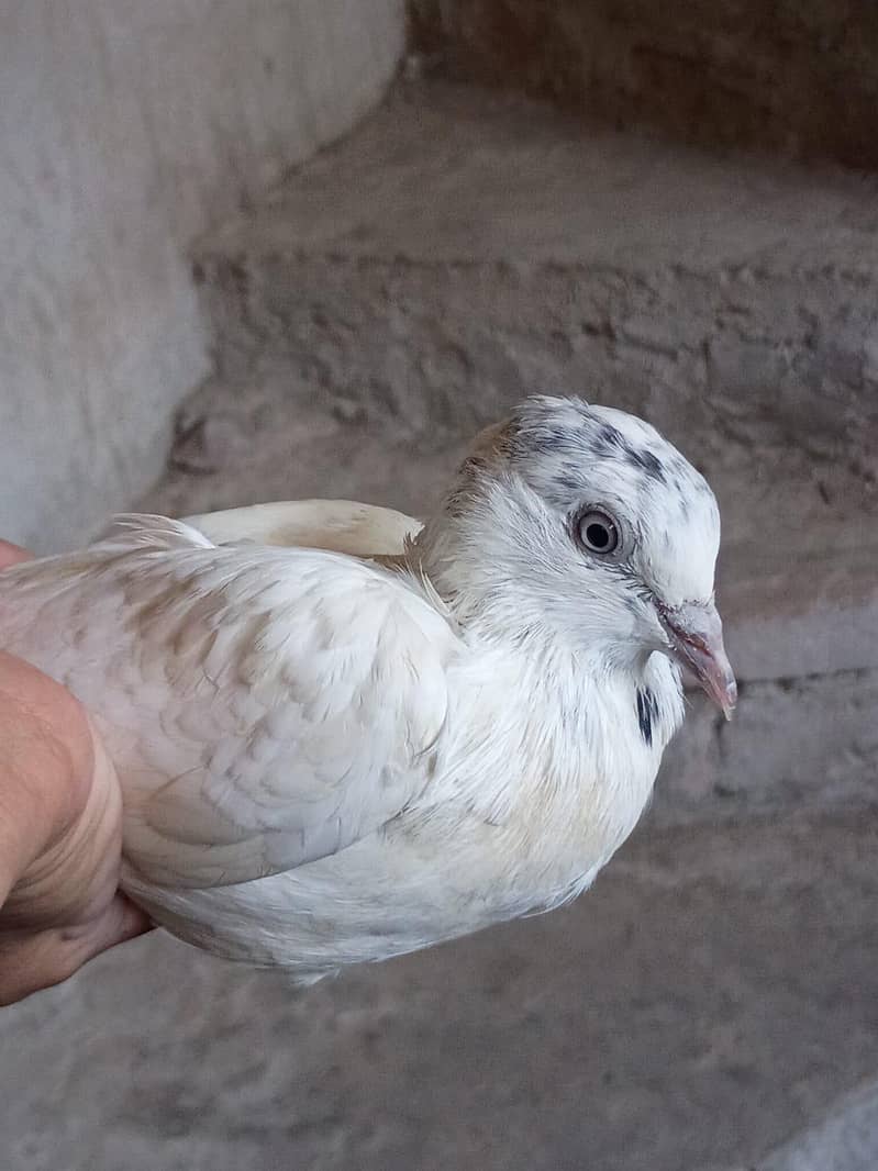 pigeon 6