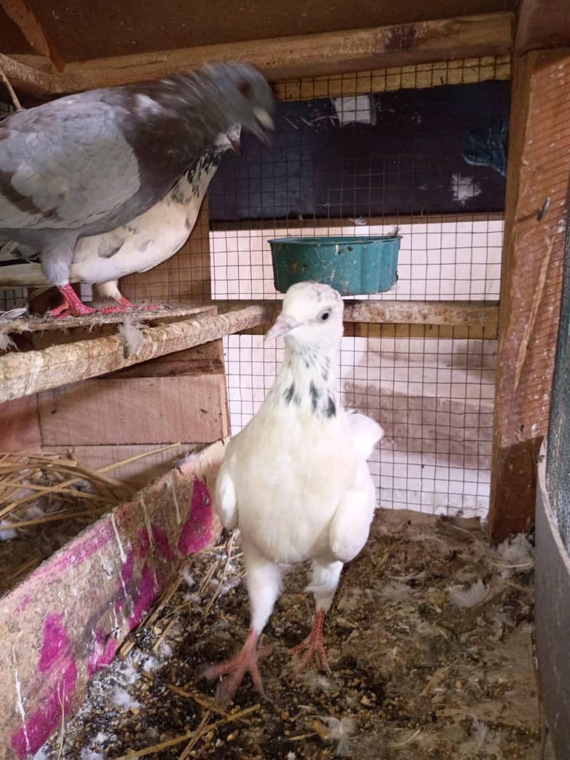 pigeon 7