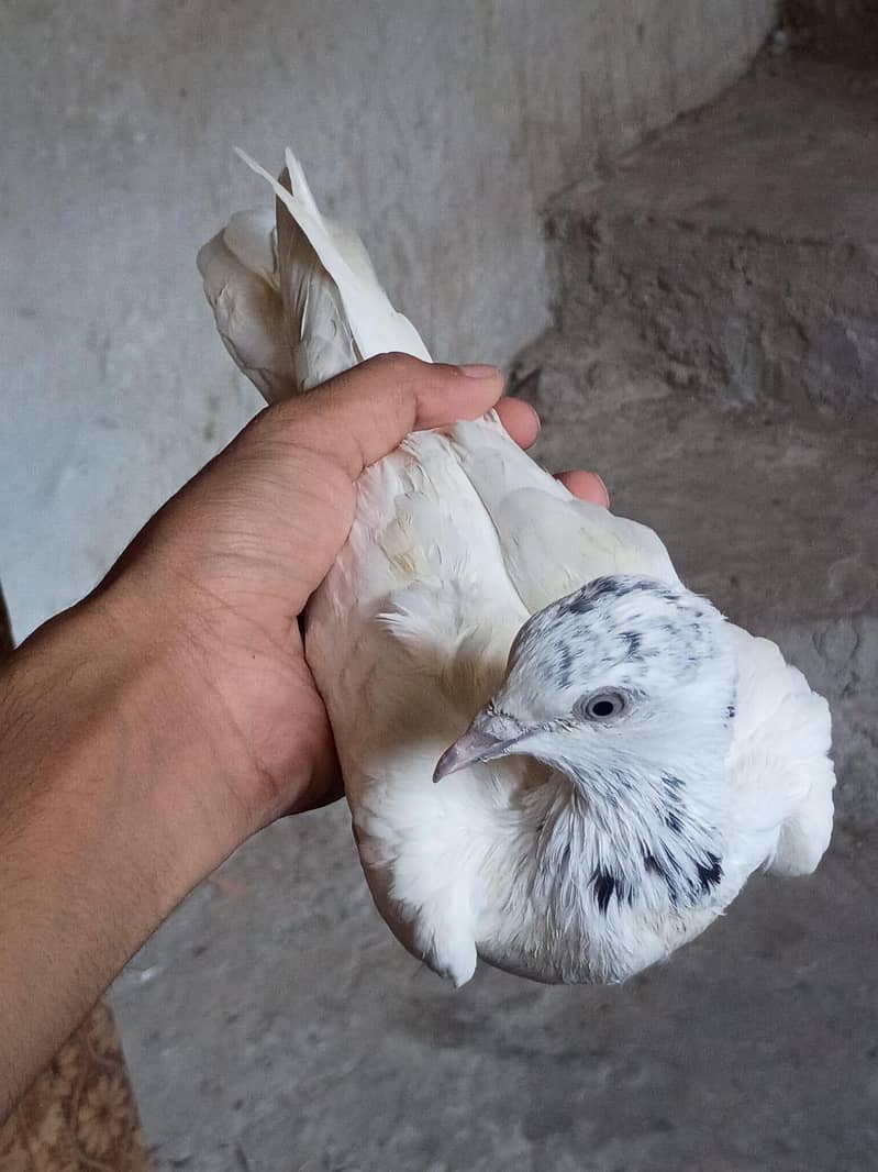 pigeon 8