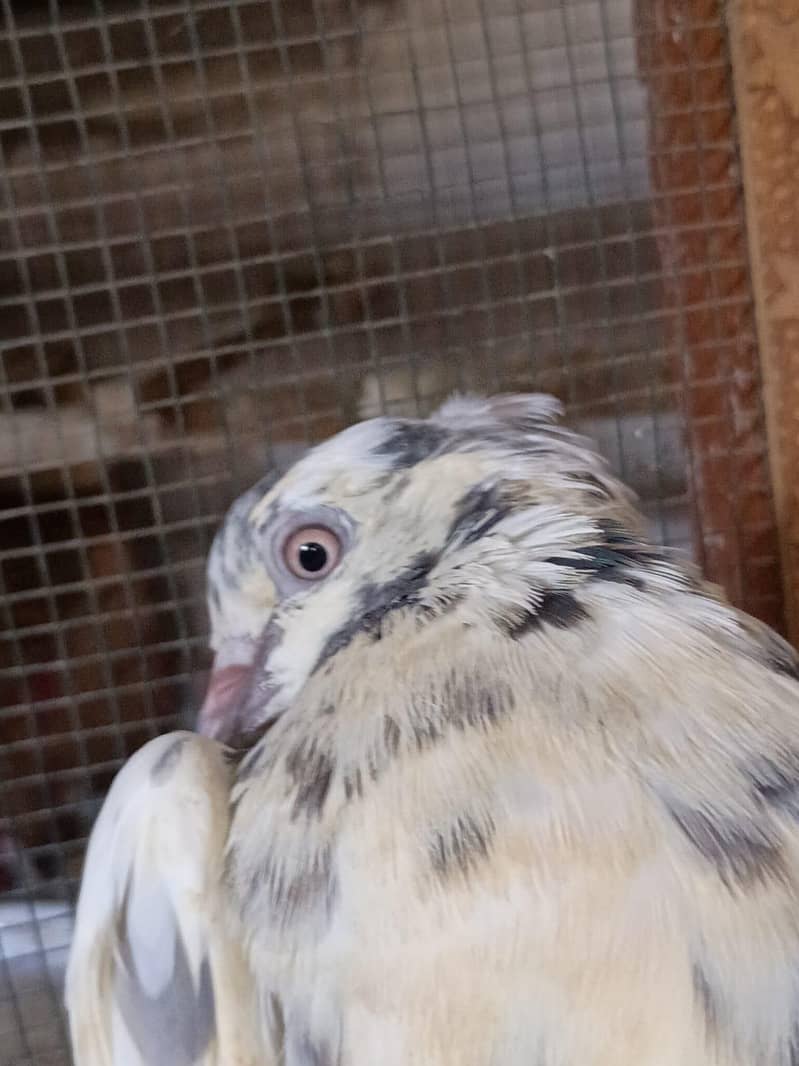 pigeon 9