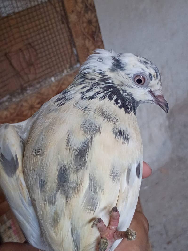 pigeon 10