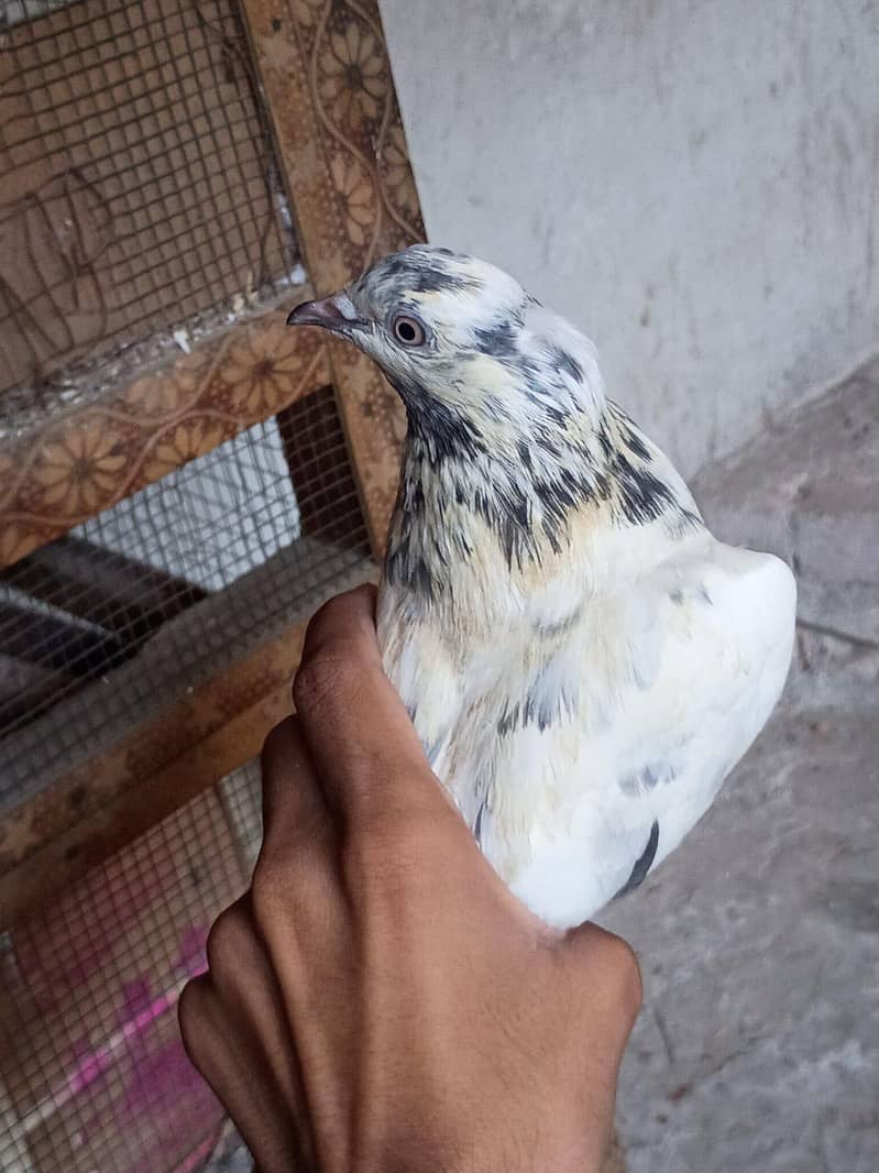 pigeon 11