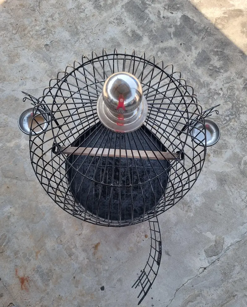 RAW + RINGNECK PARROTS cage for sale — photo 5