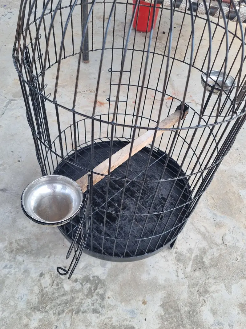RAW + RINGNECK PARROTS cage for sale — photo 7