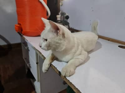cute lovely white cat for sale