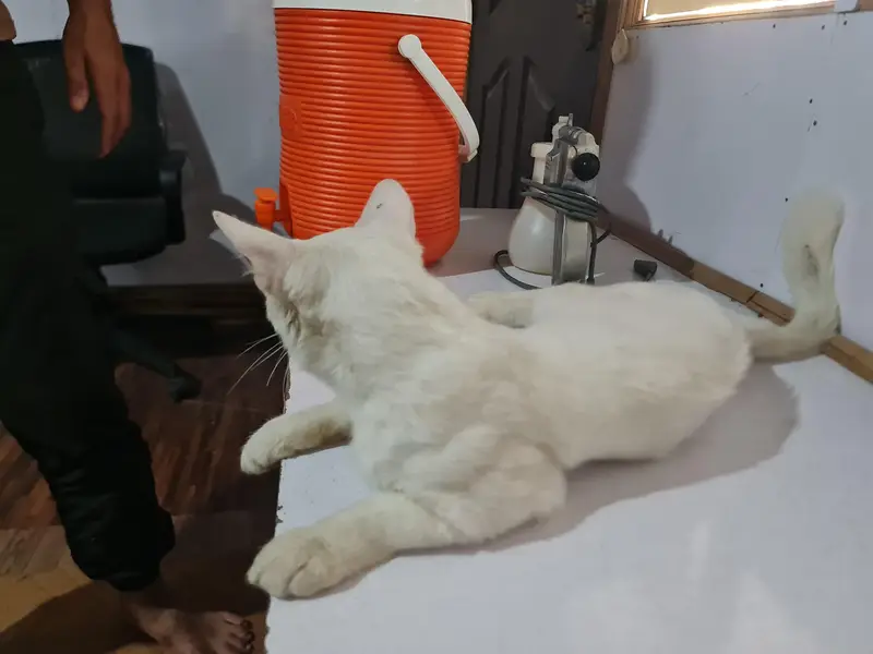 cute lovely white cat for sale — photo 2