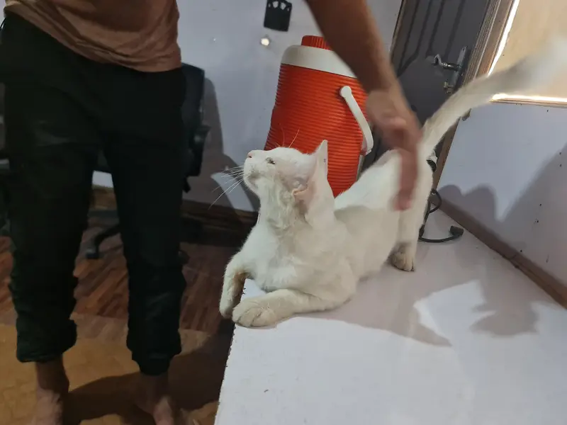 cute lovely white cat for sale — photo 3
