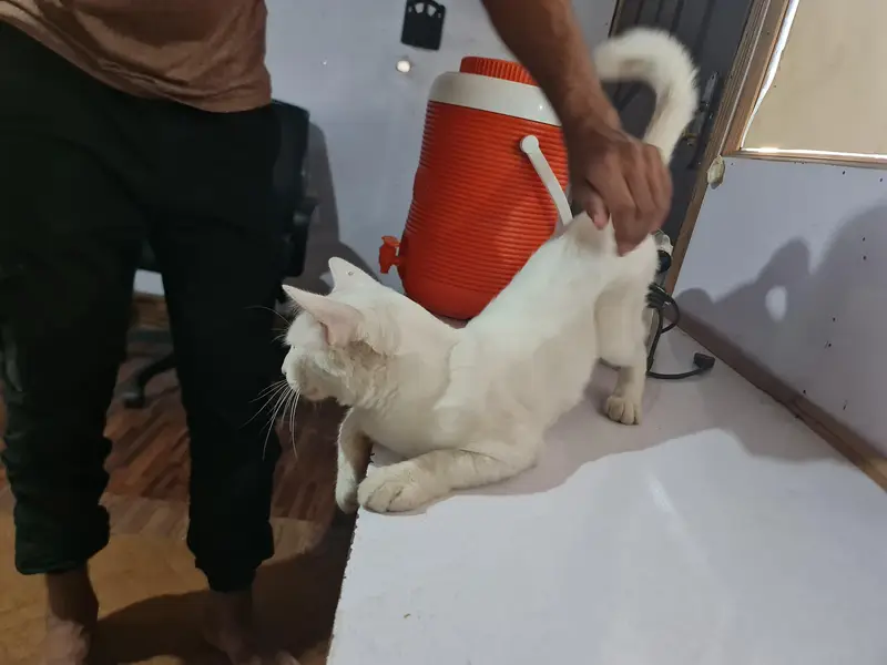 cute lovely white cat for sale — photo 4
