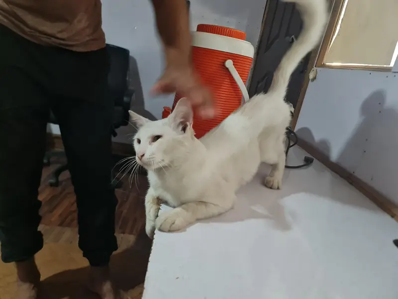 cute lovely white cat for sale — photo 5