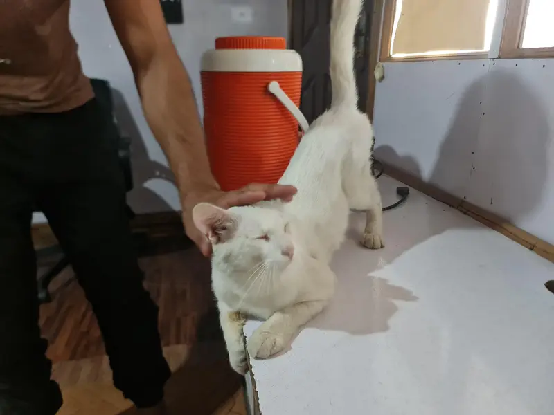 cute lovely white cat for sale — photo 6