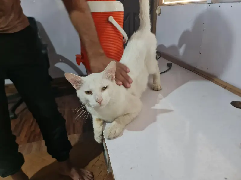 cute lovely white cat for sale — photo 7