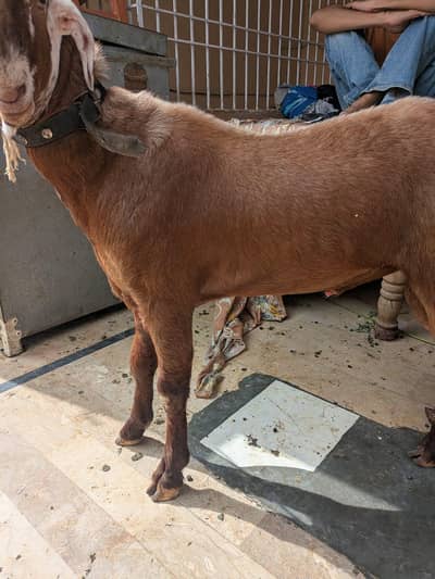 teddi Bakra for sale