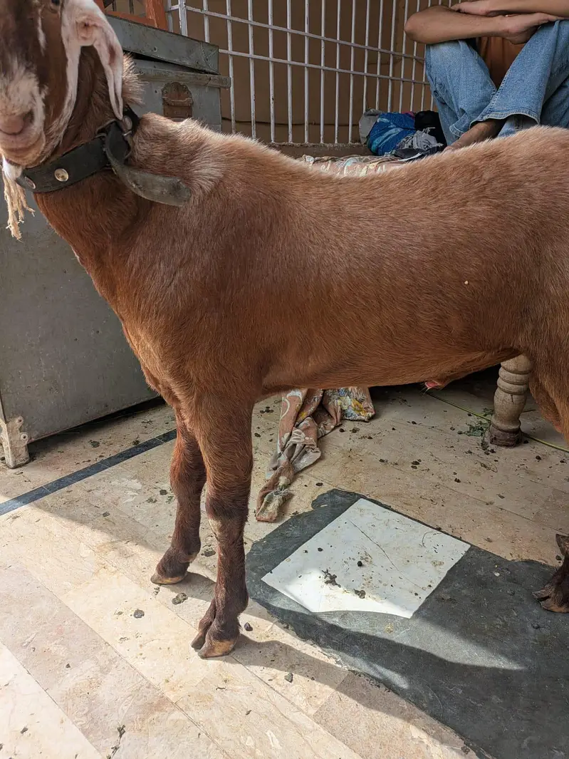 teddi Bakra for sale