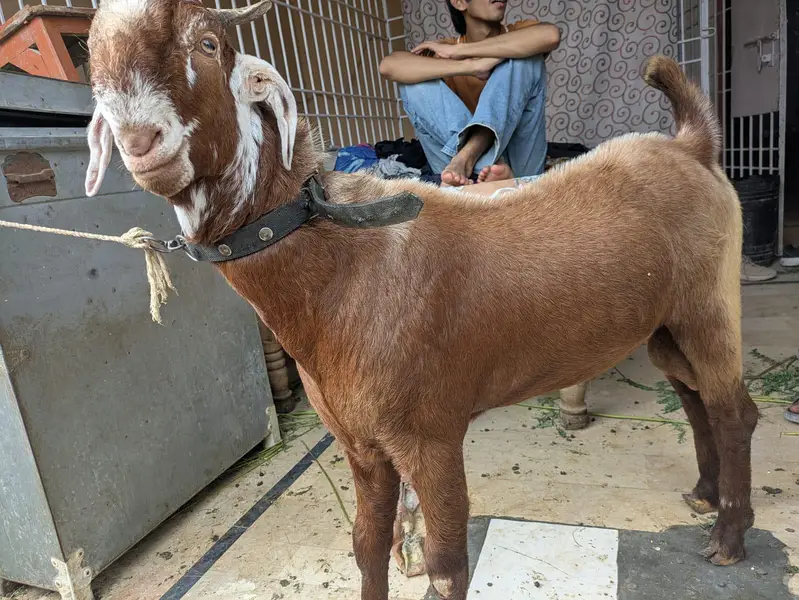 teddi Bakra for sale — photo 2