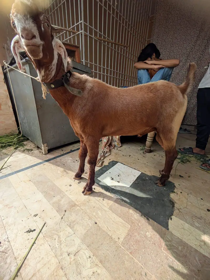 teddi Bakra for sale — photo 3