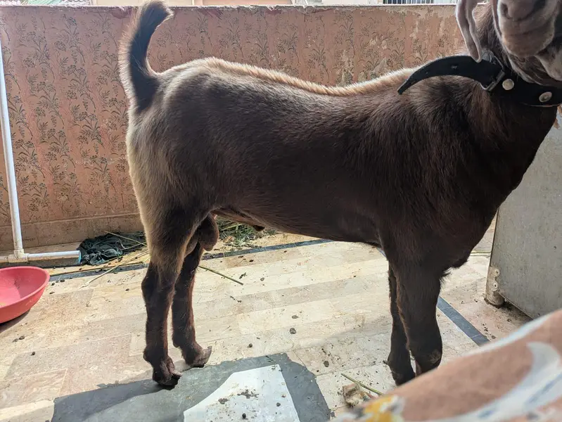 teddi Bakra for sale — photo 4