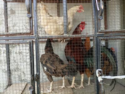 Urgent Sale For Hens