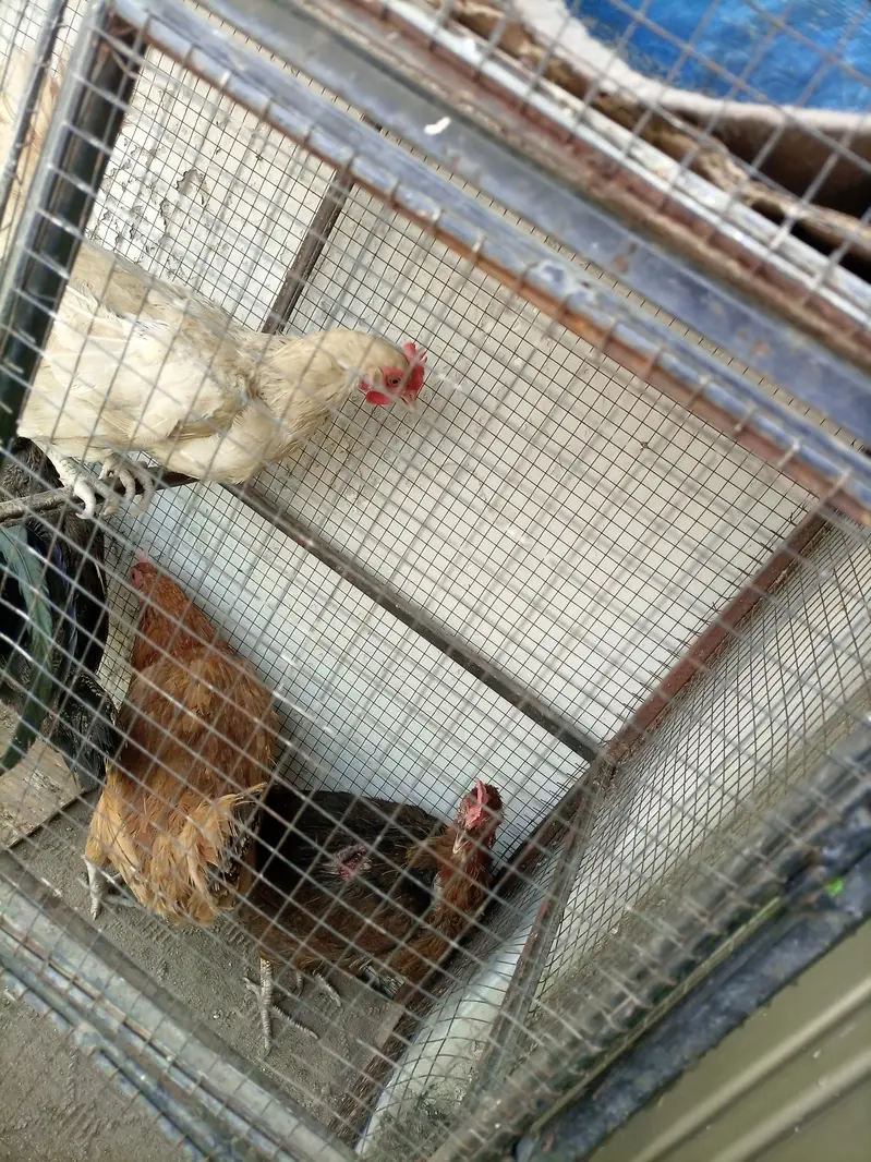 Urgent Sale For Hens — photo 2