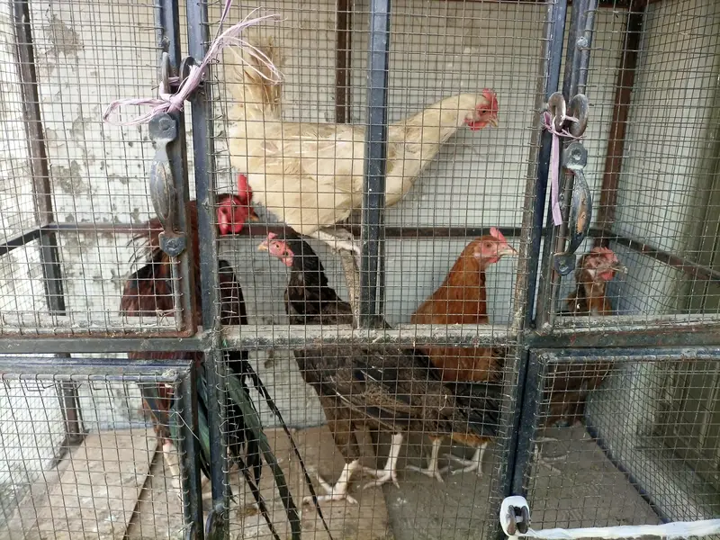 Urgent Sale For Hens — photo 3