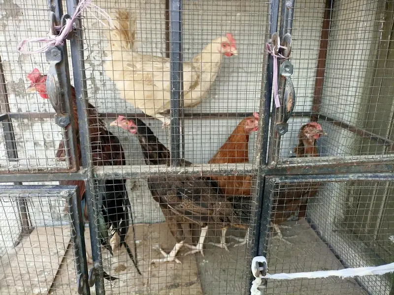 Urgent Sale For Hens — photo 4
